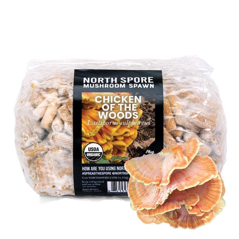 Organic Chicken of the Woods Mushroom Plug Spawn